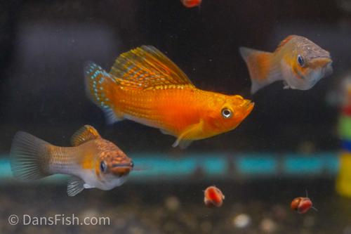 Copper Sailfin Molly, Pair (1M1F)