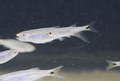 Coppernose Barb