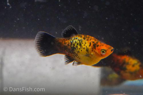 Coral Calico Wag Platy