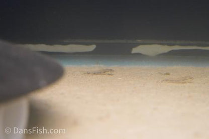 Corydoras CW153