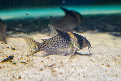 Spotted Highfin Cory CW027/C154