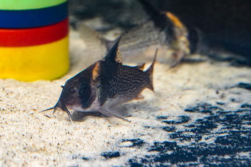 Spotted Highfin Cory CW027/C154