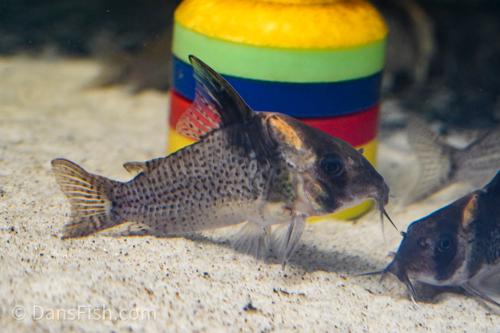 Spotted Highfin Cory CW027/C154