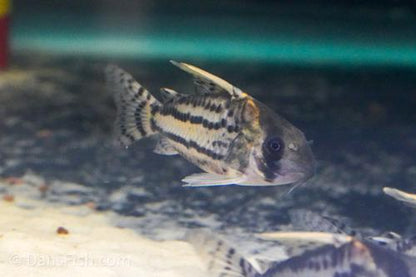 CW028 Corydoras Super Schwartzi 'Purus'