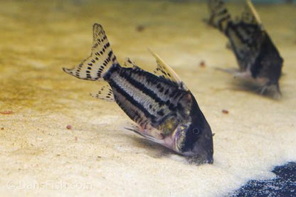 CW028 Corydoras Super Schwartzi 'Purus'