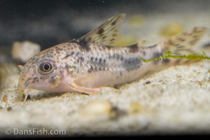 Corydoras carlae
