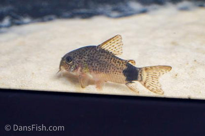 Corydoras caudimaculatus 'Pantanal'