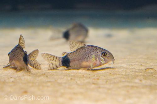 Corydoras caudimaculatus 'Pantanal'