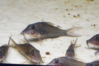 Corydoras cervinus 'Pantanal'