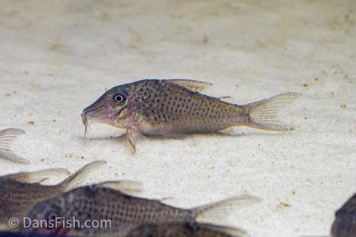 Corydoras cervinus 'Pantanal'