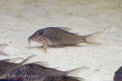 Corydoras cervinus 'Pantanal'