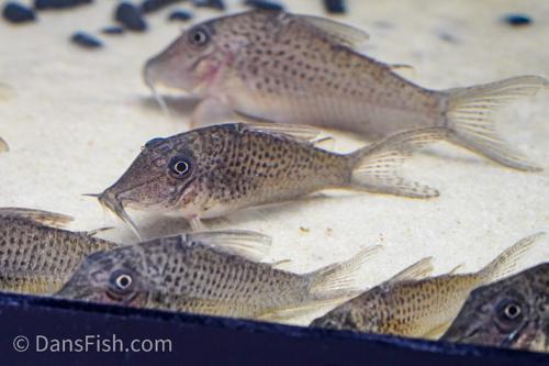 Corydoras cervinus 'Pantanal'