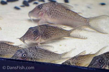 Corydoras cervinus 'Pantanal'