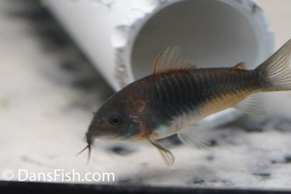 Corydoras cf aeneus