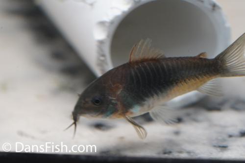 Corydoras cf aeneus