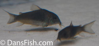 Corydoras cf aeneus
