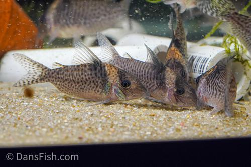 Corydoras delphax