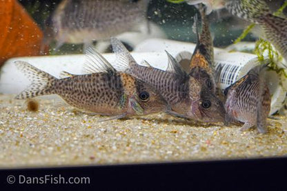 Corydoras delphax