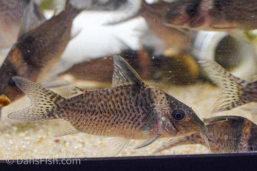 Corydoras delphax