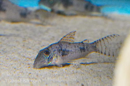 Corydoras reynoldsi