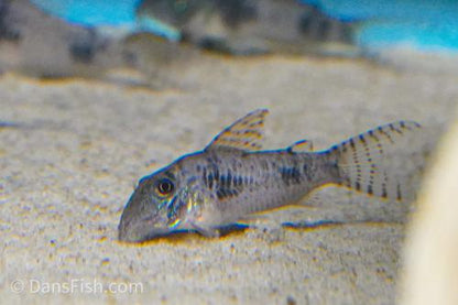 Corydoras reynoldsi