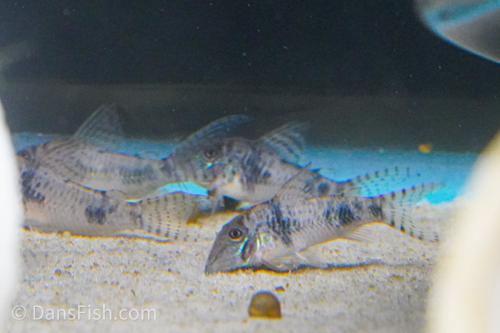 Corydoras reynoldsi