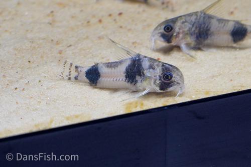 C064 Corydoras tukano 'Sao Gabriel'