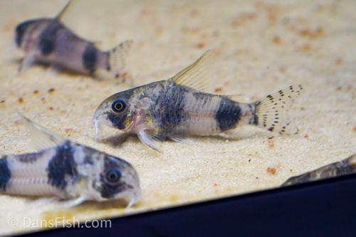 C064 Corydoras tukano 'Sao Gabriel'