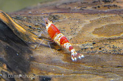 Crystal Red Shrimp, (4 pack)