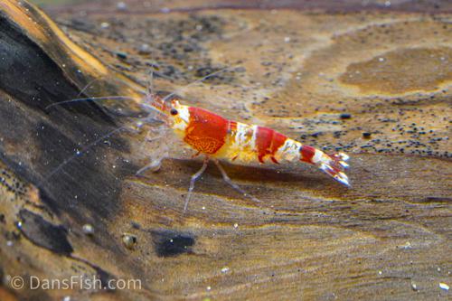 Crystal Red Shrimp, (4 pack)