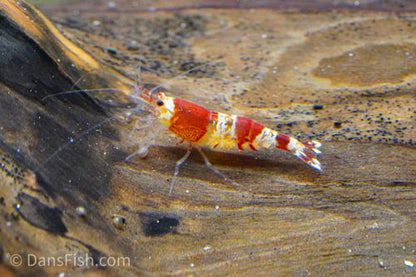 Crystal Red Shrimp, (4 pack)