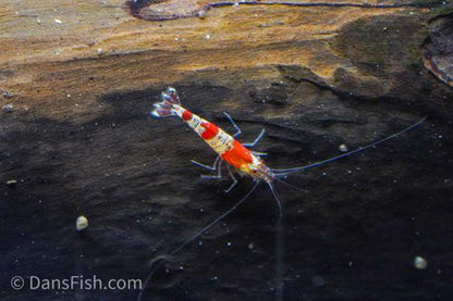 Crystal Red Shrimp, (4 pack)