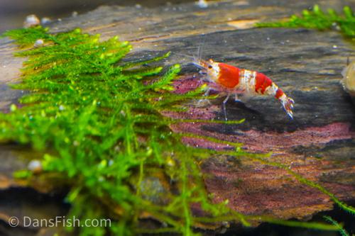 Crystal Red Shrimp, (4 pack)