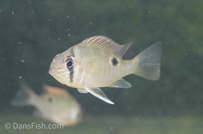 Cupid Cichlid 'Rio Nanay'