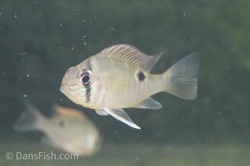 Cupid Cichlid 'Rio Nanay'