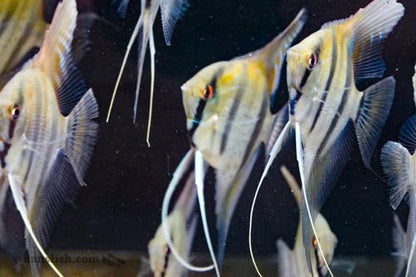 Dantum Angelfish