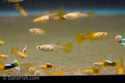 Dark Yellow Guppy -Pair, Pair (1M1F)