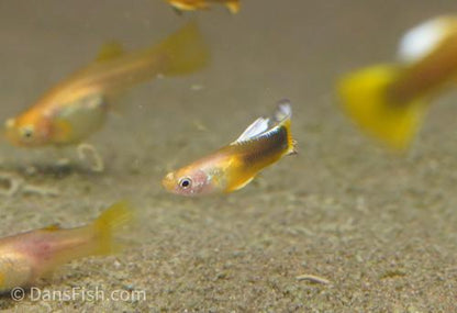 Dark Yellow Guppy -Pair, Pair (1M1F)