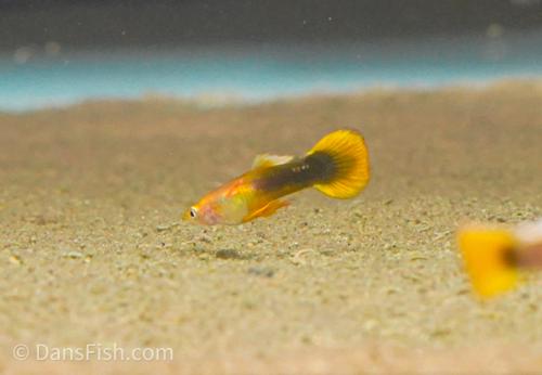 Dark Yellow Guppy -Pair, Pair (1M1F)