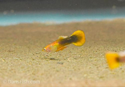 Dark Yellow Guppy -Pair, Pair (1M1F)