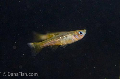 Delicate Blue Eye Rainbow