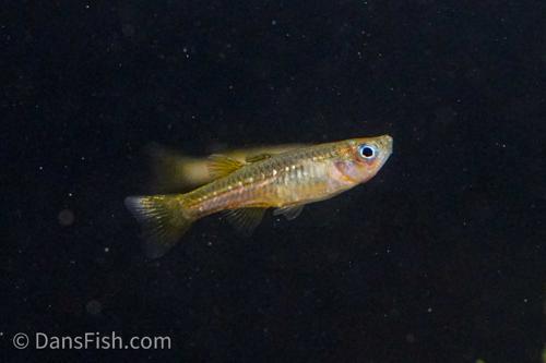 Delicate Blue Eye Rainbow