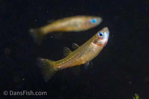 Delicate Blue Eye Rainbow