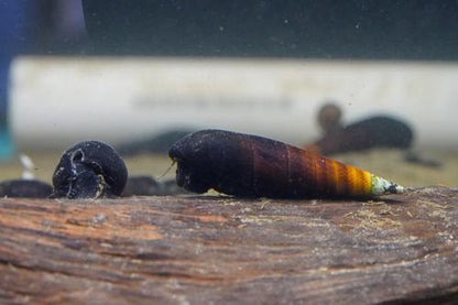 Devil Spike Snail, (3 pack)