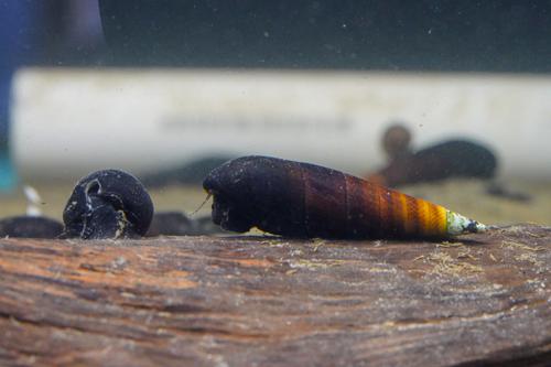 Devil Spike Snail, (3 pack)