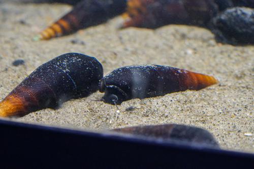 Devil Spike Snail, (3 pack)
