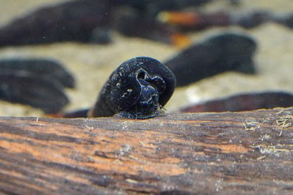 Devil Spike Snail, (3 pack)