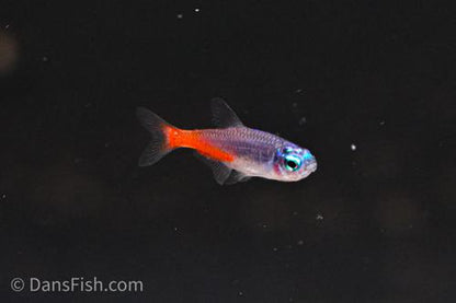Diamond Head Neon Tetra