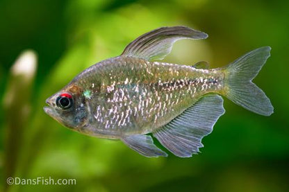 Diamond Tetra