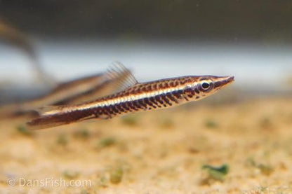 Dip Tail Pencilfish